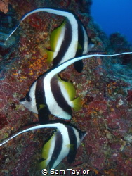 These 3 Longfin Bannerfish almost posed perfectly 4 me. T... by Sam Taylor 